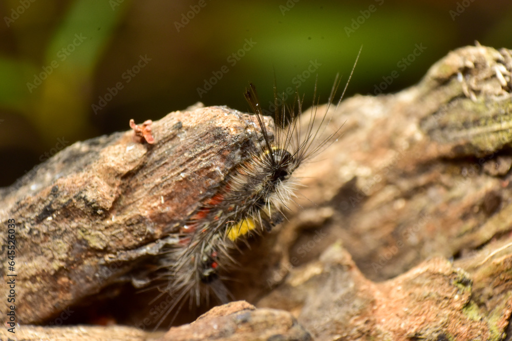 Obraz premium close-up photo of insect revealing little details that cannot be seen with the naked eye Insects are invertebrates, some with wings and some without. There are both small and large.
