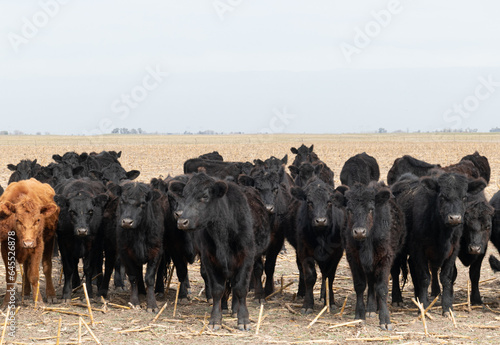 Wallpaper Mural Herd of cattle in a harvested corn field Torontodigital.ca