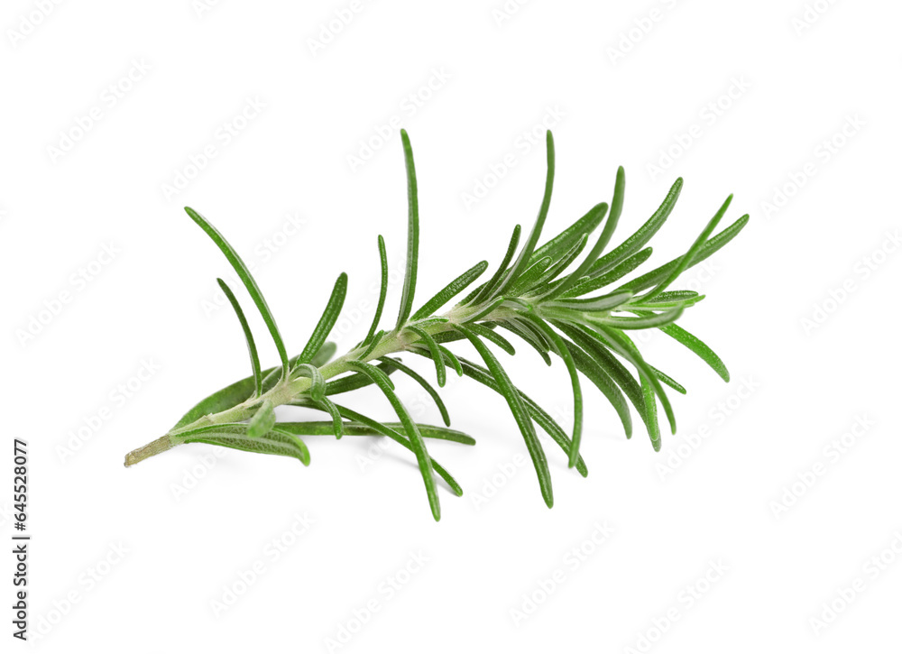 Fototapeta premium Sprig of fresh rosemary isolated on white