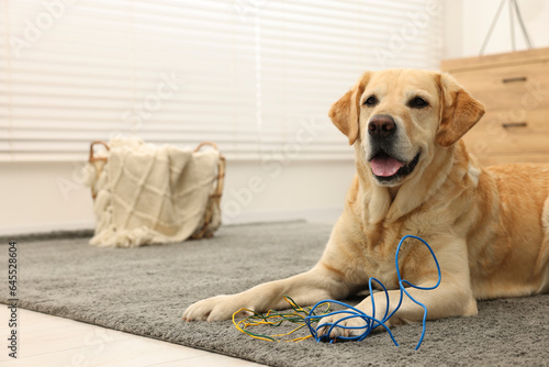 Naughty Labrador Retriever dog near damaged electrical wire at home. Space for text