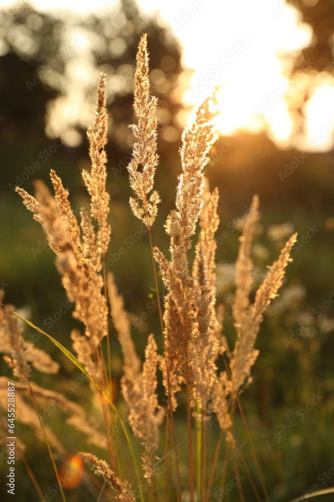 Beautiful view of reed grass growing in meadow at sunset Beautiful view of reed grass growing in meadow at sunset