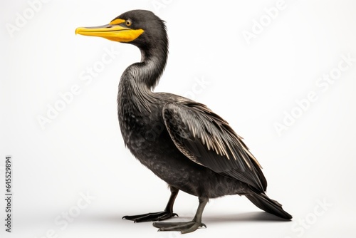Great Cormorant Phalacrocorax carbo, blank for design. Bird close-up. Background with place for text