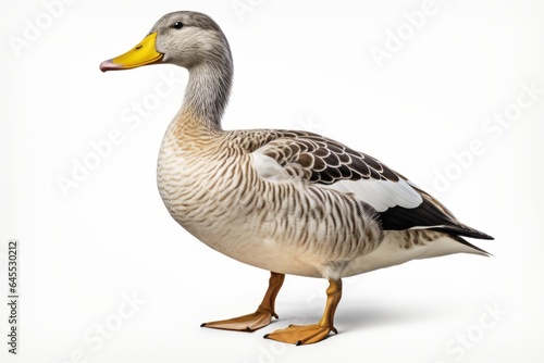 Duck, blank for design. Bird close-up. Background with place for text