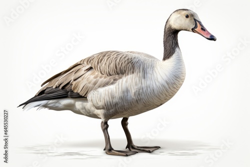 goose, blank for design. Bird close-up. Background with place for text