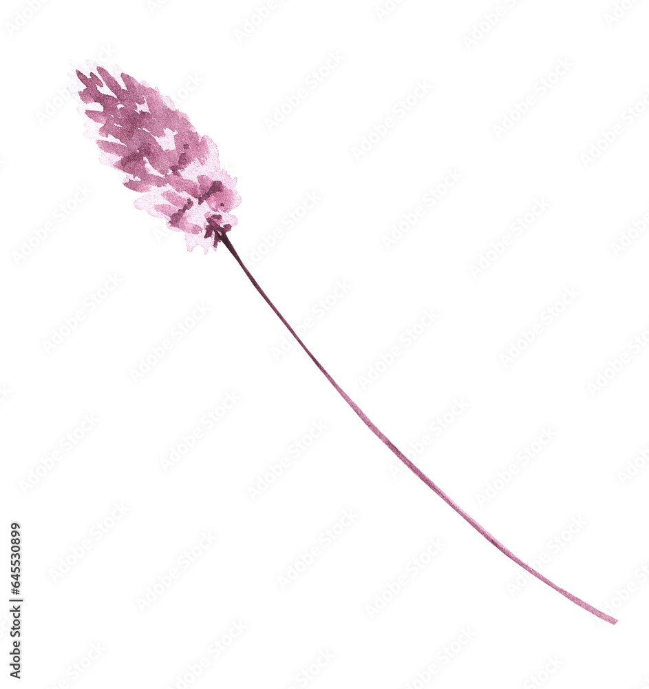 Watercolor plant spikelet isolated Watercolor plant spikelet isolated