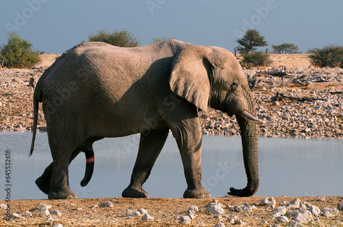 African bush elephant, Etosha National Park - Namibia.