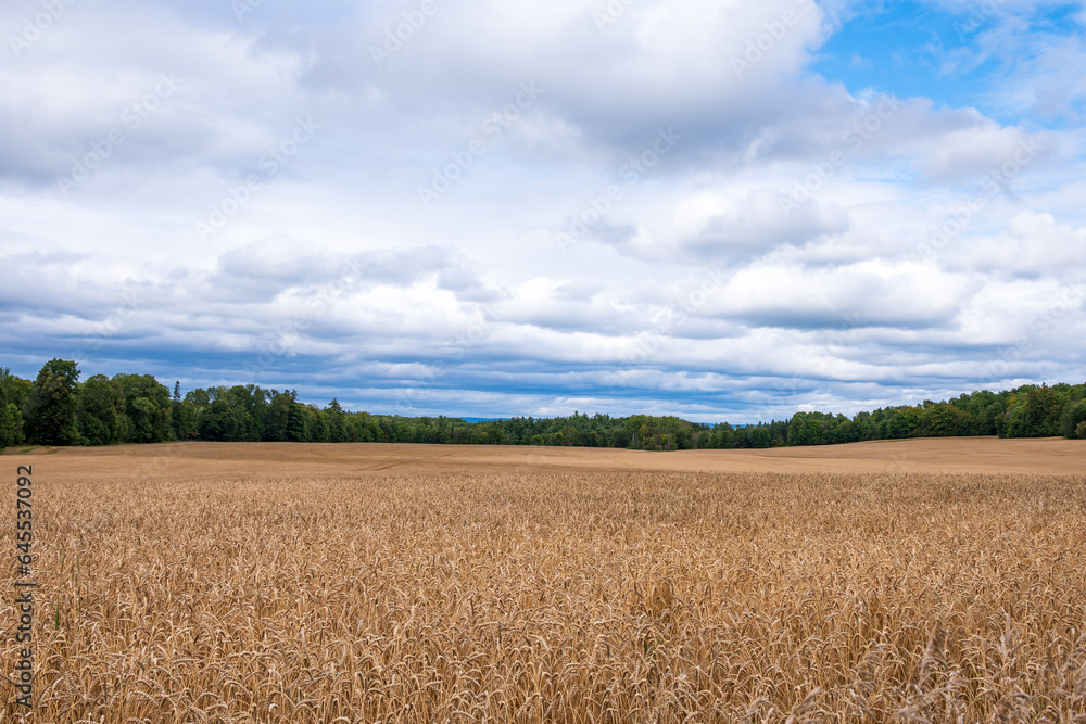 field of ripening grain with a band of forest, blue sky and white pffy clouds shot in the ottawa river valley in early september  portrait room for text