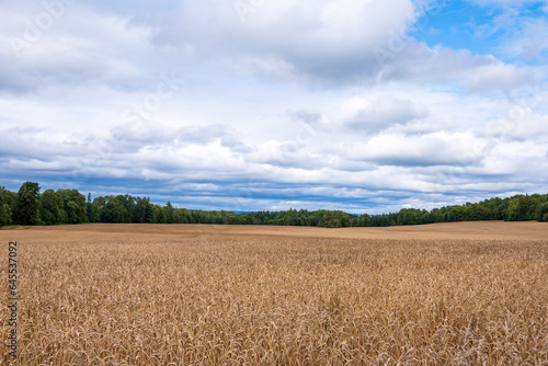 field of ripening grain with a band of forest, blue sky and white pffy clouds shot in the ottawa river valley in early september portrait room for text