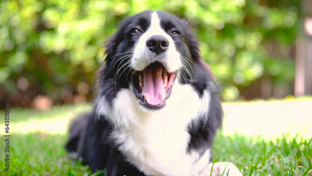 Border Collie puppy resting in the garden Border Collie puppy resting in the garden