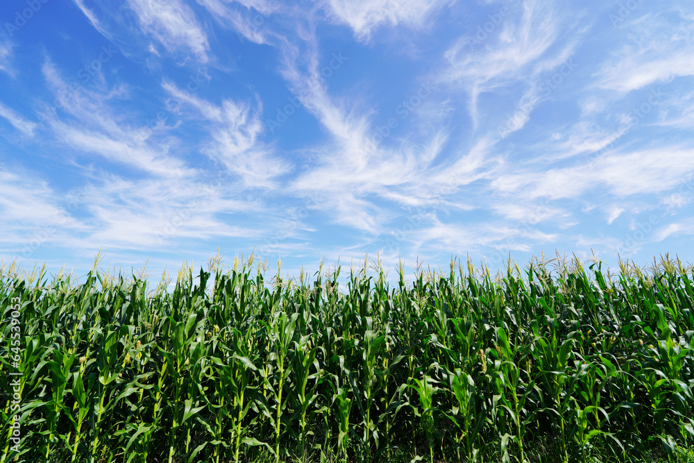 The corn in the field