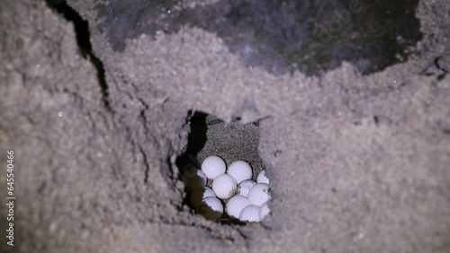 sea turtles nesting and laying eggs on the tranquil sandy beaches photo