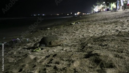 sea turtles nesting and laying eggs on the tranquil sandy beaches