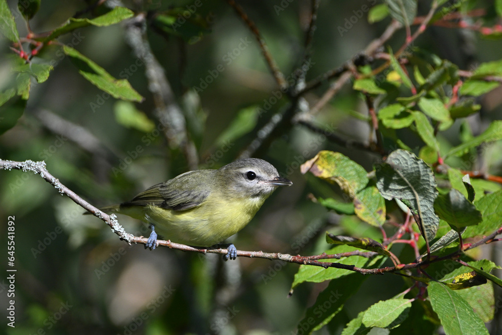 Obraz premium Close up of a Philadelphia Vireo bird perched in a shrub along the edge of a forest
