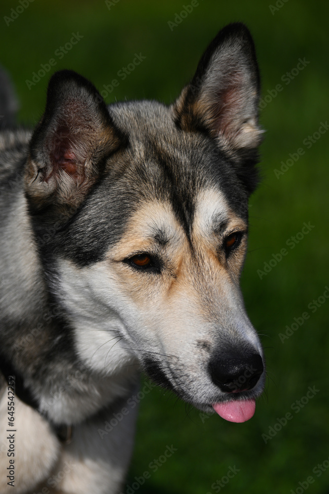 Funny portrait of a pet coydog Husky and coyote hybrid standing with its tongue sticking out