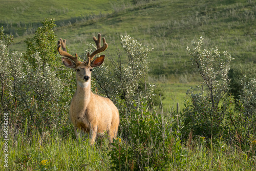 mule deer buck in velvet