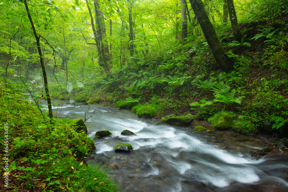 river in the forest