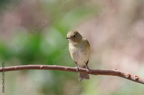 Ruribitaki (Tarsiger cyanurus), birds classified in the family of the sparrowhawks