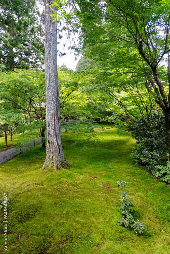 三千院の庭園・有清園