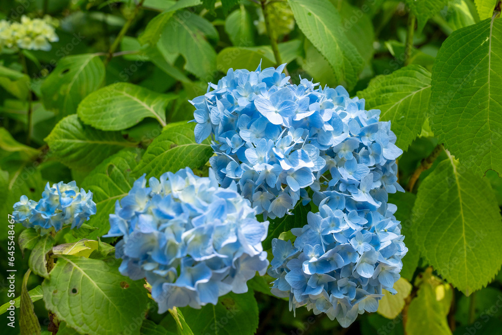 三千院のあじさい