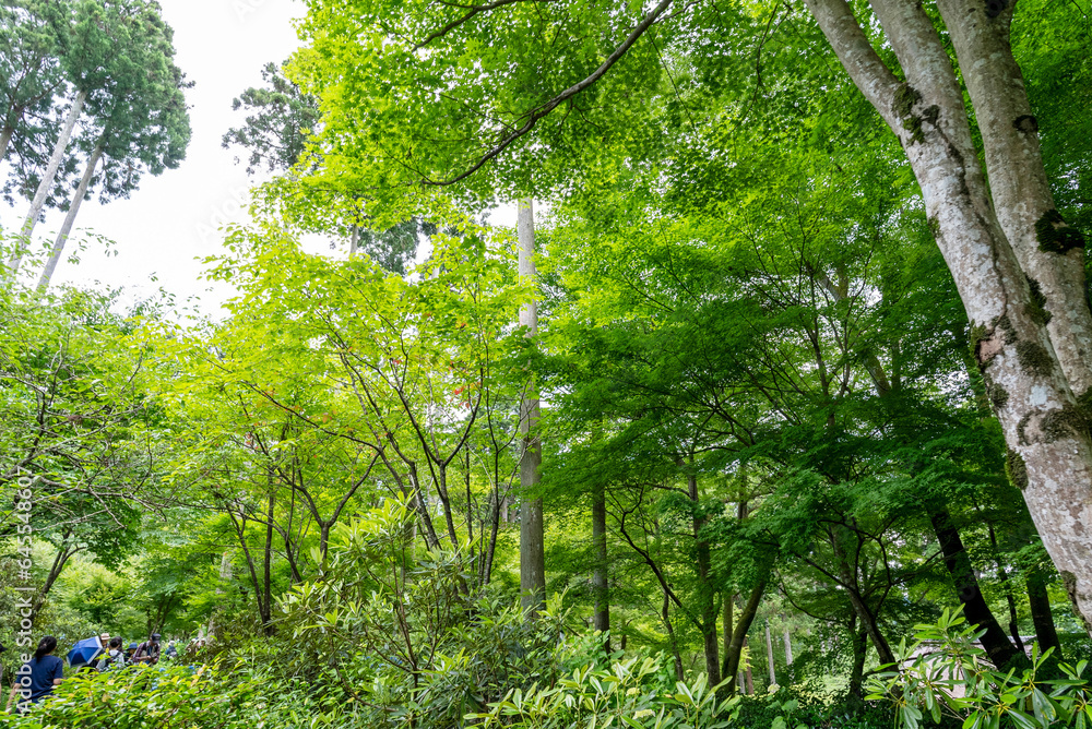 Obraz premium 青紅葉の三千院