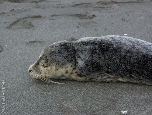 seal on the beach