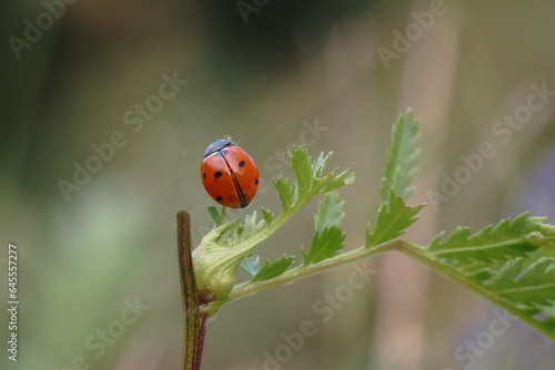 Seven-spot ladybug, God's cow (Coccinella septempunctata) - a species of beetle from the ladybug family. Common in Europe. Close-up photography, Poland © janmiko