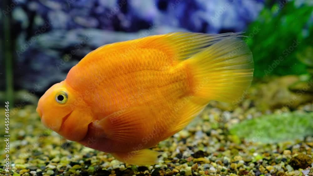 Orange parrot fish in the aquarium. Red Parrot Cichlid. Aquarium fish Orange parrot fish in the aquarium. Red Parrot Cichlid. Aquarium fish