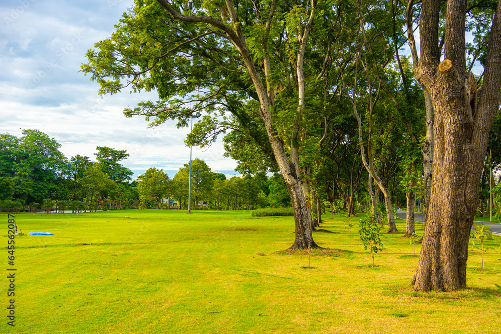 Green meadow grass with tree forest in city public park sunset sky with cloud Green meadow grass with tree forest in city public park sunset sky with cloud