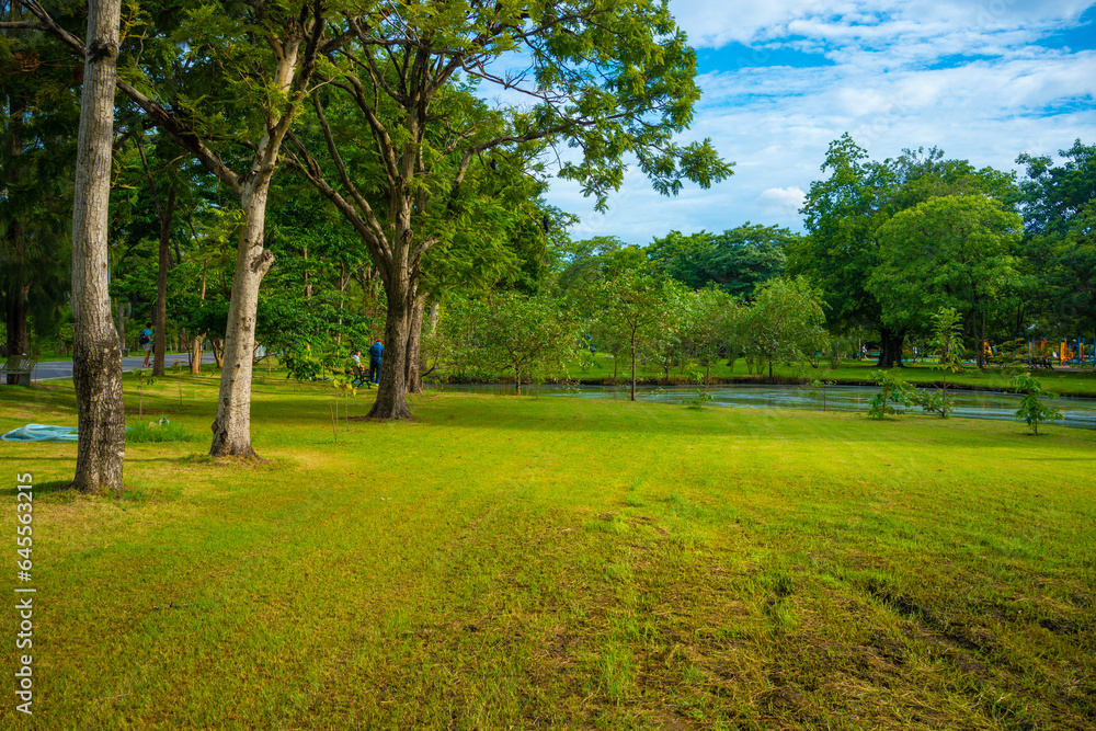 Obraz premium Green meadow grass with tree forest in city public park sunset sky with cloud