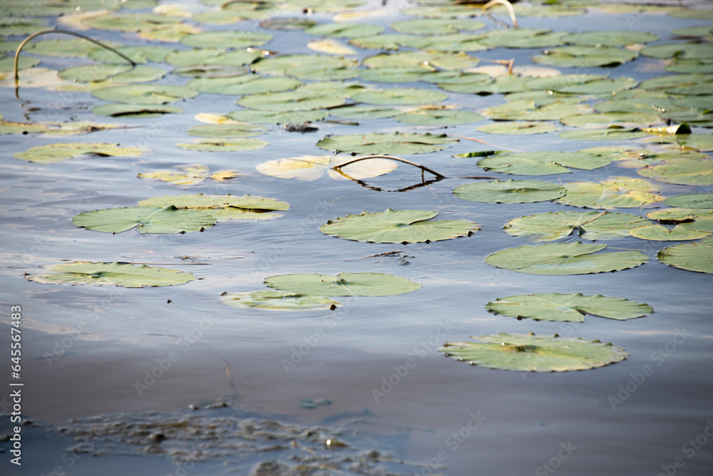 round lily leaves in the water round lily leaves in the water