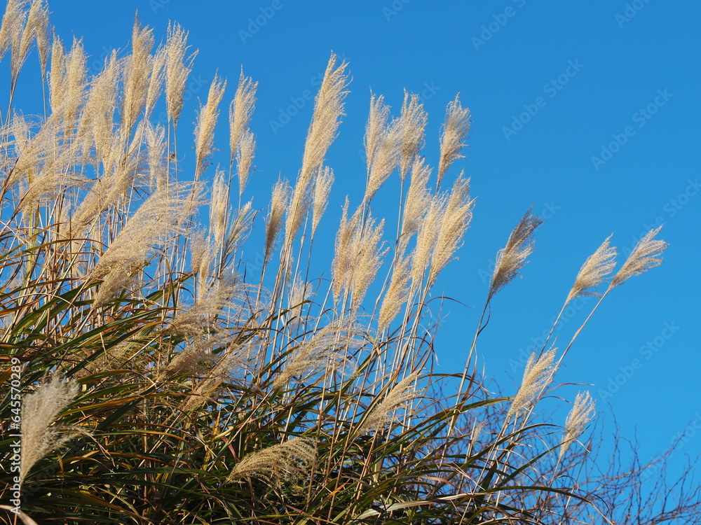 Fototapeta premium 秋の風景 ススキと青空
