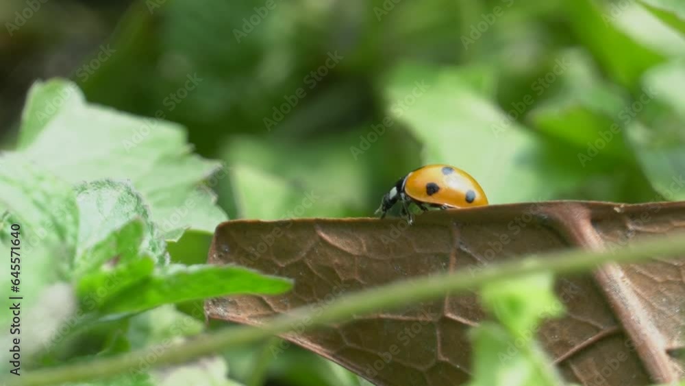 Ladybug beetle grooming Ladybug beetle grooming