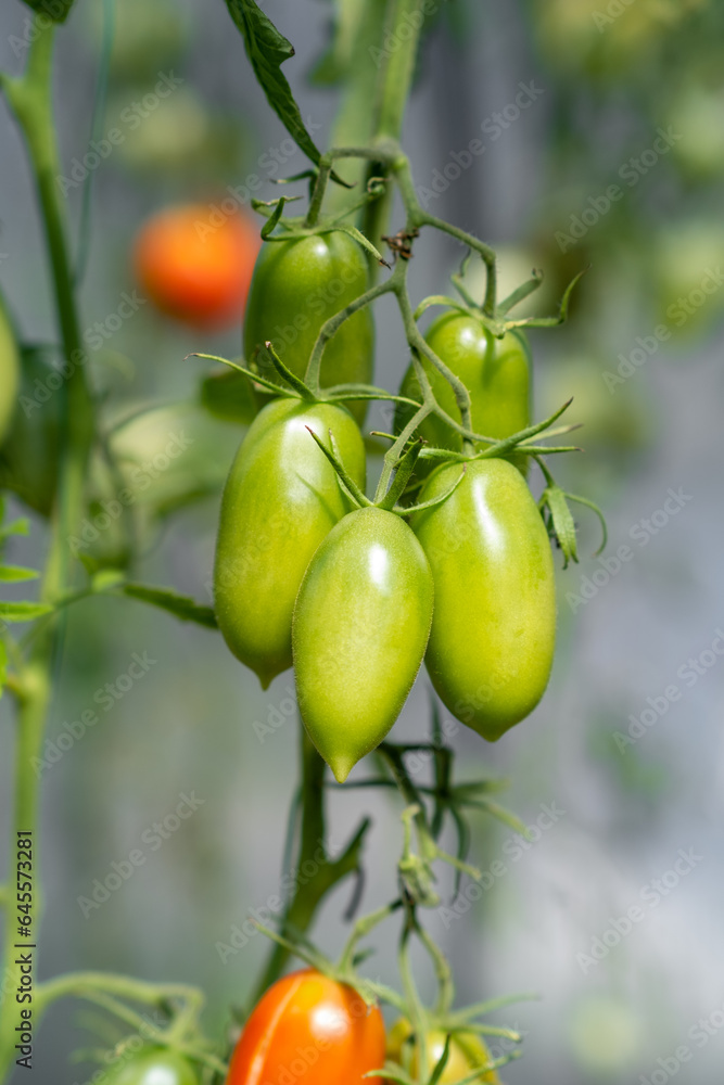 Red, ripe and green large tomatoes on a bush in a greenhouse. Tomatoes in a greenhouse. Plantation of tomatoes. Organic farming, growth of young tomato plants in a greenhouse.