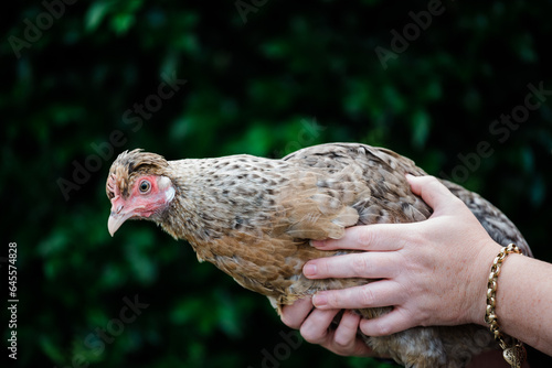 Cotswold Cream Legbar Hen - chicken lays pale blue eggs