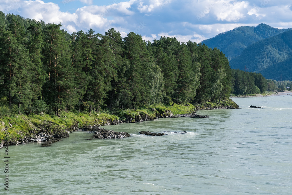 A wide, full-flowing mountain river with a fast current. Large stones stick out of the water. The large turquoise-colored mountain river Katun in the Altai Mountains, Altai Republic. A wide, full-flowing mountain river with a fast current. Large stones stick out of the water. The large turquoise-colored mountain river Katun in the Altai Mountains, Altai Republic.