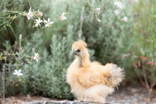 Buff coloured silkie chick hen in the garden near lavender and Gaura flowers
