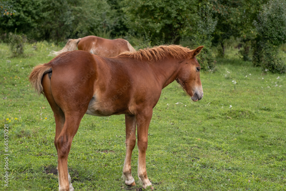 A group of different horses are grazing in the mountains in a summer pasture. Horses eat grass in the meadow. A group of different horses are grazing in the mountains in a summer pasture. Horses eat grass in the meadow.