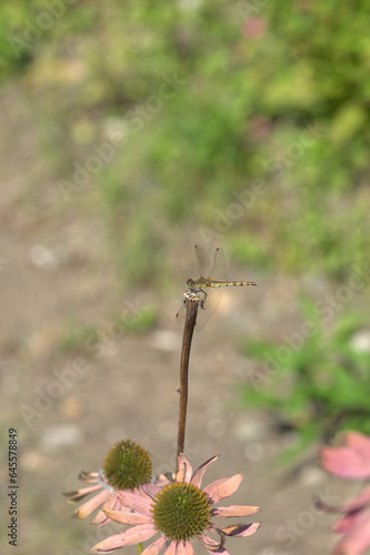 Dragonfly on the bare plant stem