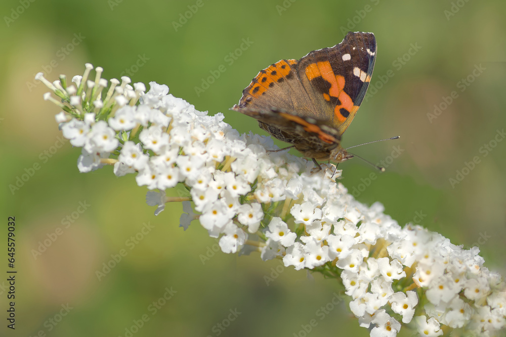 Obraz premium Painted lady (Vanessa cardui) butterfly sitting on a flowering plant