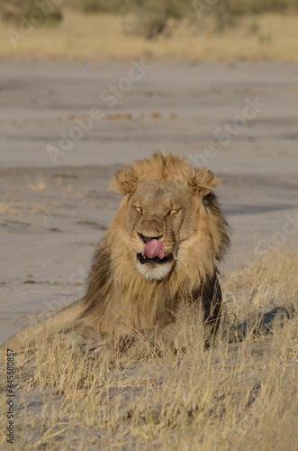 lion in savute Botswana  photo