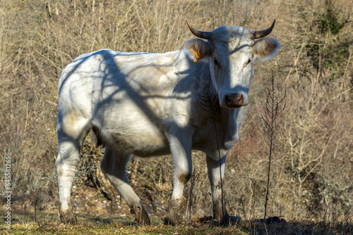 Fototapeta Naklejka Na Ścianę i Meble -  Vache dans une pâture
