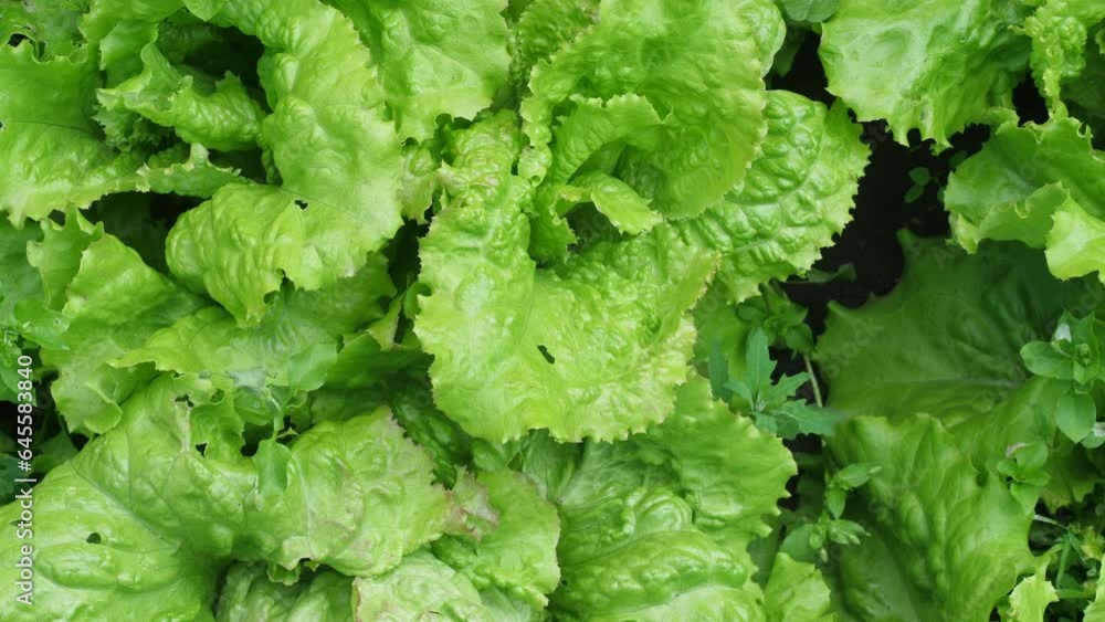 close-up of green salad growing in a garden bed on a summer day. harvest of green vegetables. agriculture concept. green salad on the plantation close-up of green salad growing in a garden bed on a summer day. harvest of green vegetables. agriculture concept. green salad on the plantation