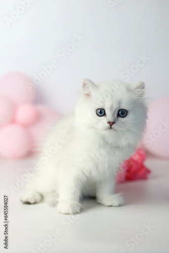 Wallpaper Mural Cute kitten plaing with flowers bloom. British shorthair cat on a white background. Longhair highland silver chinchilla. Pink roses and balloon Torontodigital.ca