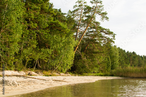 Deserted beautiful beach on the shore of the lake near the pine forest in