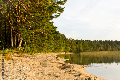 Deserted beautiful beach on the shore of the lake near the pine forest in
