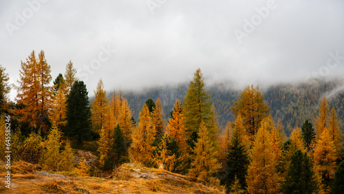 Autumn forest landscape at Passo Falzarego valley. Dolomite mountain range Italy. Fall season Italian apls