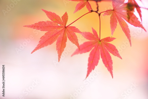 淡いイメージの秋の紅葉