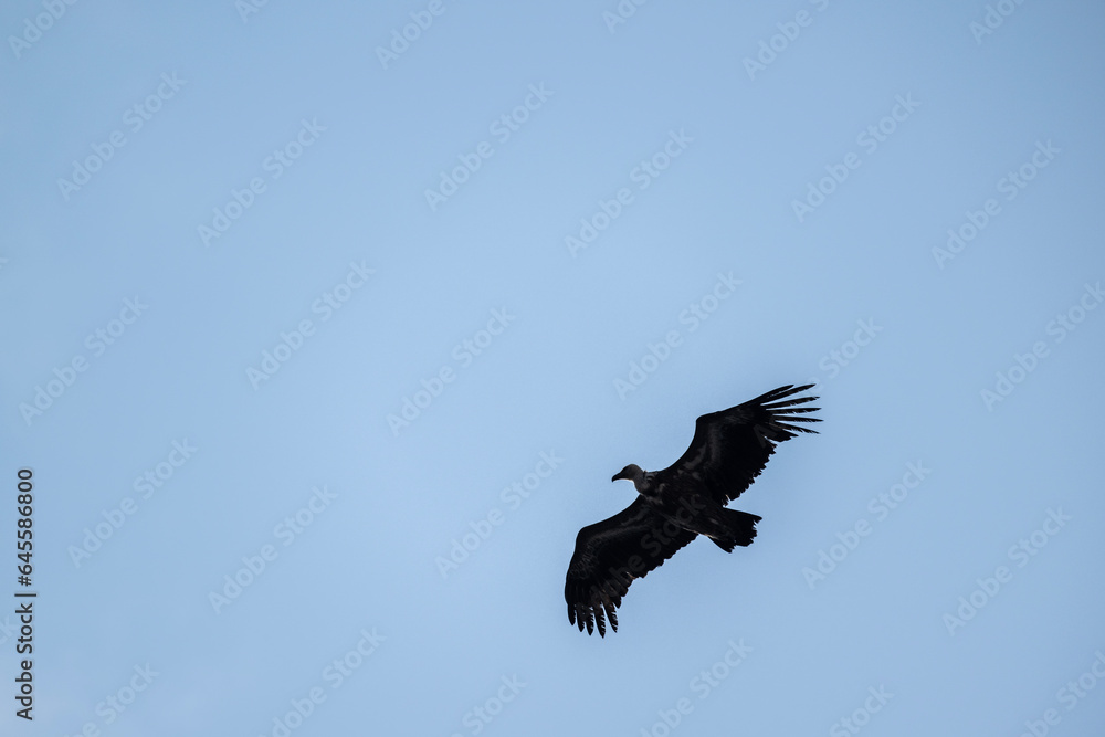 A white -headed sip with beautiful plumage soars in the sky on a blue background A white -headed sip with beautiful plumage soars in the sky on a blue background