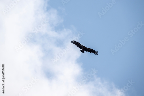 A white -headed sip with beautiful plumage soars in the sky on a blue background