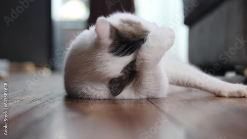 White cat is licking and cleaning its fur after eating food.Scottish fold cat sitting on wooden floor.